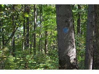 Property photo 3 - LAND AUCTION - 99+/- Acres offered in 4 Tracts or Combinations in Allen County
